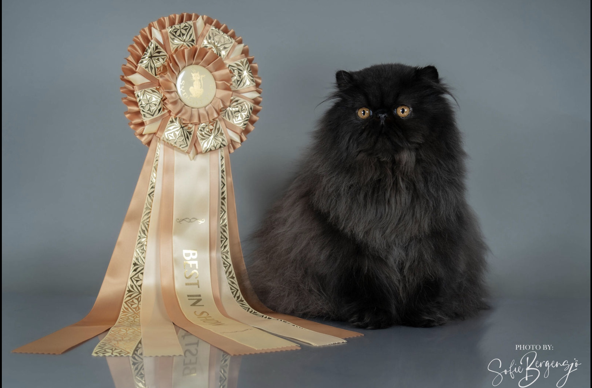 Niatross Best in Show